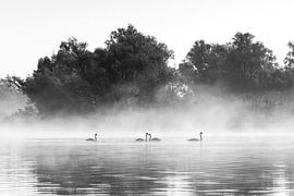 Zwanen in de mist in de Biesbosch in zwart-wit van Evelien Oerlemans