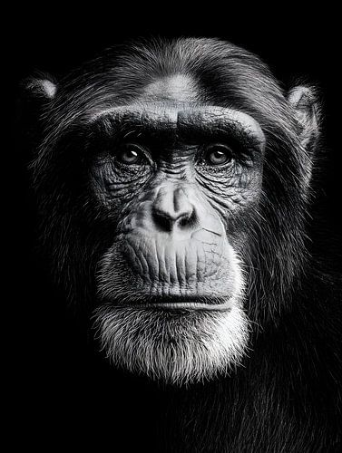 Chimpansee - Peinzende blik en stille aanwezigheid in zwart-wit