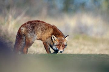 Vos in sluipende houding van Menno Schaefer