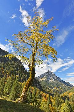 Oude boom in de bergen van Andreas Föll