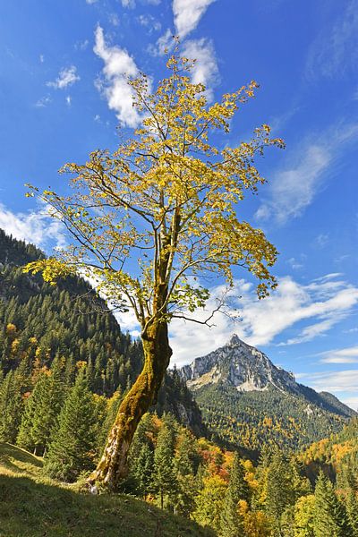 Alter Baum in den Bergen von Andreas Föll