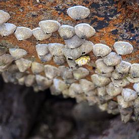Muscheln auf Felsen von Niels Sinke