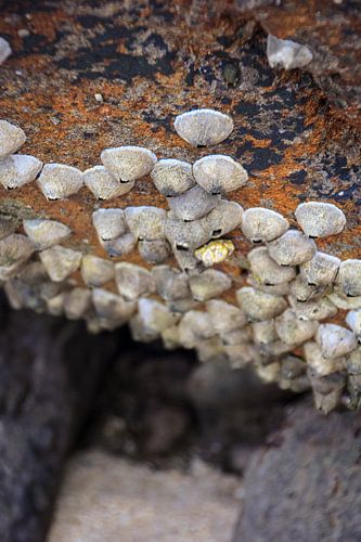 Shells on rocks