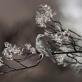 Ein Vogel auf einem Blütenzweig von Ariane Adam