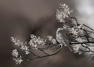 A bird on a flower branch