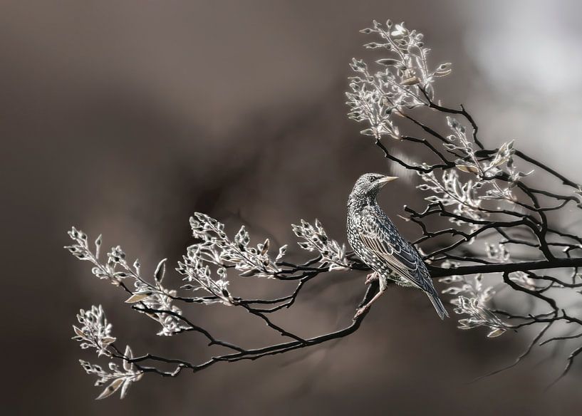 Un oiseau sur une branche fleurie par Ariane Adam