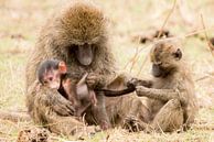 Les babouins escroquent les jeunes par Tom van de Water Aperçu