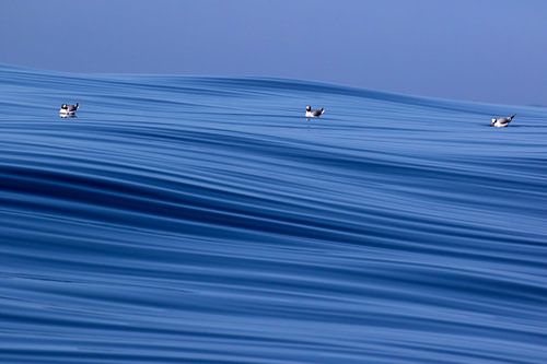 Three Sabine's Gulls (Xema sabini) by AGAMI Photo Agency