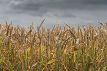 Grain, on a cloudy day in the country by Ans Bastiaanssen