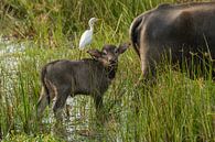 Junger Wasserbüffel mit Kuhreiher Wilpattu NP Sri Lanka von Lex van Doorn Miniaturansicht