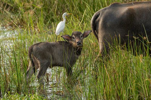 Jeune buffle d'eau avec une aigrette garzette Wilpattu NP Sri Lanka