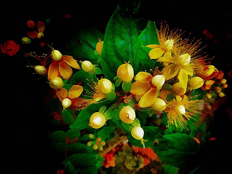 Magisches Hypericum von Dorothy Berry-Lound