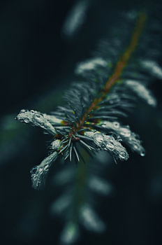 Spruce needles with water droplets – botanical details