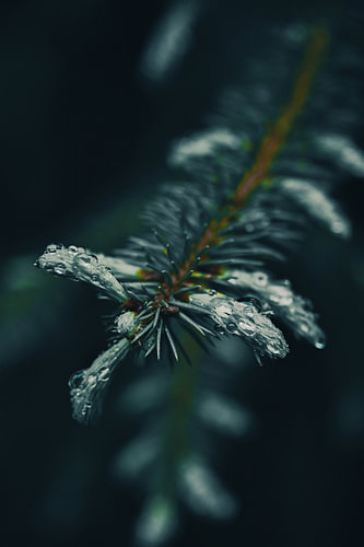 Fichtennadeln mit Wassertropfen – Botanische Details