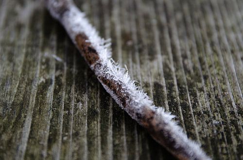 Hoarfrost on a branch