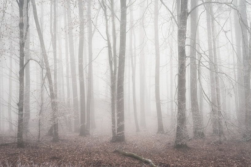 Mysterious old forest by Tobias Luxberg