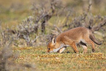 Young fox seeks food by Joop Zandbergen