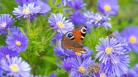 Butterfly on aster flowers by Bo Valentino