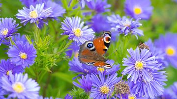 Papillon sur fleurs d'aster sur Bo Valentino