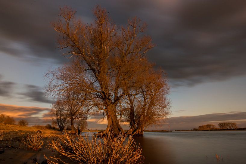 Boom in het avondlicht aan de rivier van Patrick Verhoef