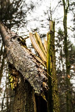 broken tree by jasper vriezen