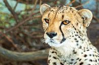 Cheetah van Marcel Henderik thumbnail