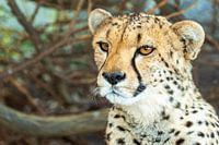 Gepard