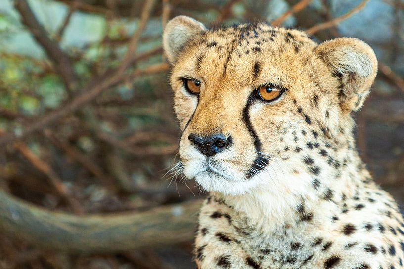 Cheetah van Marcel Henderik