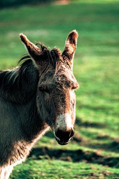 The donkey at sunset. by Fotografie design N