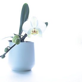 witte orchidee van arjen nouta