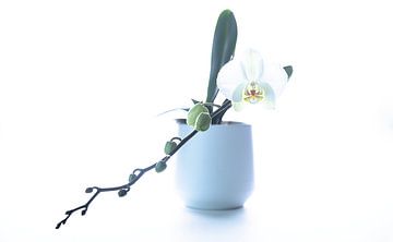 witte orchidee van arjen nouta