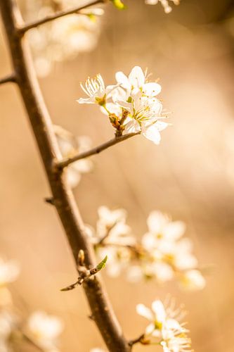 Zarte Blüte in goldenem Licht