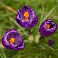 Krokus Trio