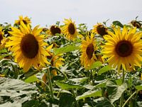 Field of sunflowers