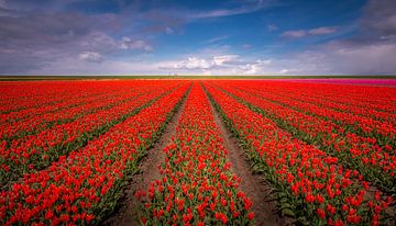 Tulip field von Patrick Rodink