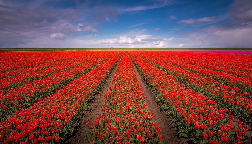 Tulip field par Patrick Rodink