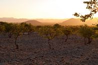 Evening light in Namibia van Damien Franscoise thumbnail