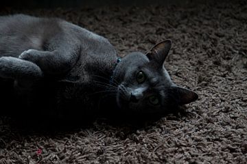 Luierende kat op vloer van David Klumperman