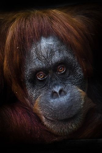 Slim intellectueel gezicht van een orang-oetan met een ironische blik en een halve glimlach, donkere