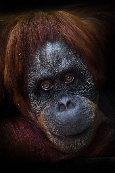 Visage intellectuel intelligent d'un orang-outan avec un regard ironique et un demi-sourire, fond so par Michael Semenov