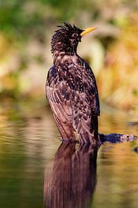 Star (Sturnus vulgaris)
