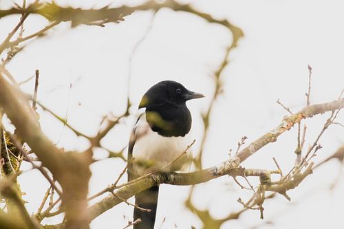 Magpie in the Westduinpark in Scheveningen
