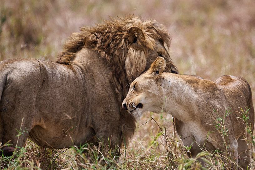 The king and queen of beasts, lion and lioness in the Serengeti by Jeremy Duvekot