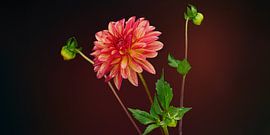 Rote Dahlie von Ben Winckelmans