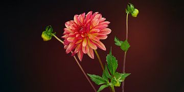 Red Dahlia by Ben Winckelmans