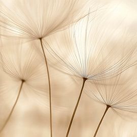 Pflanzenstiele im Licht von Poster Art Shop