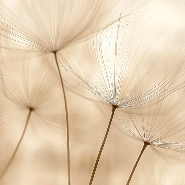 Tiges de plantes à la lumière par Poster Art Shop