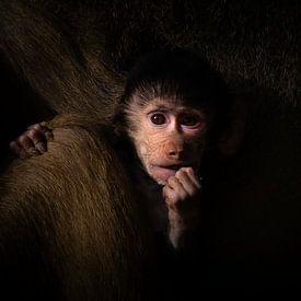 Me and my monkey van Niels Barto
