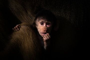 Me and my monkey by Niels Barto