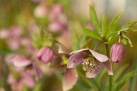 Helleborus / Kerstroos
